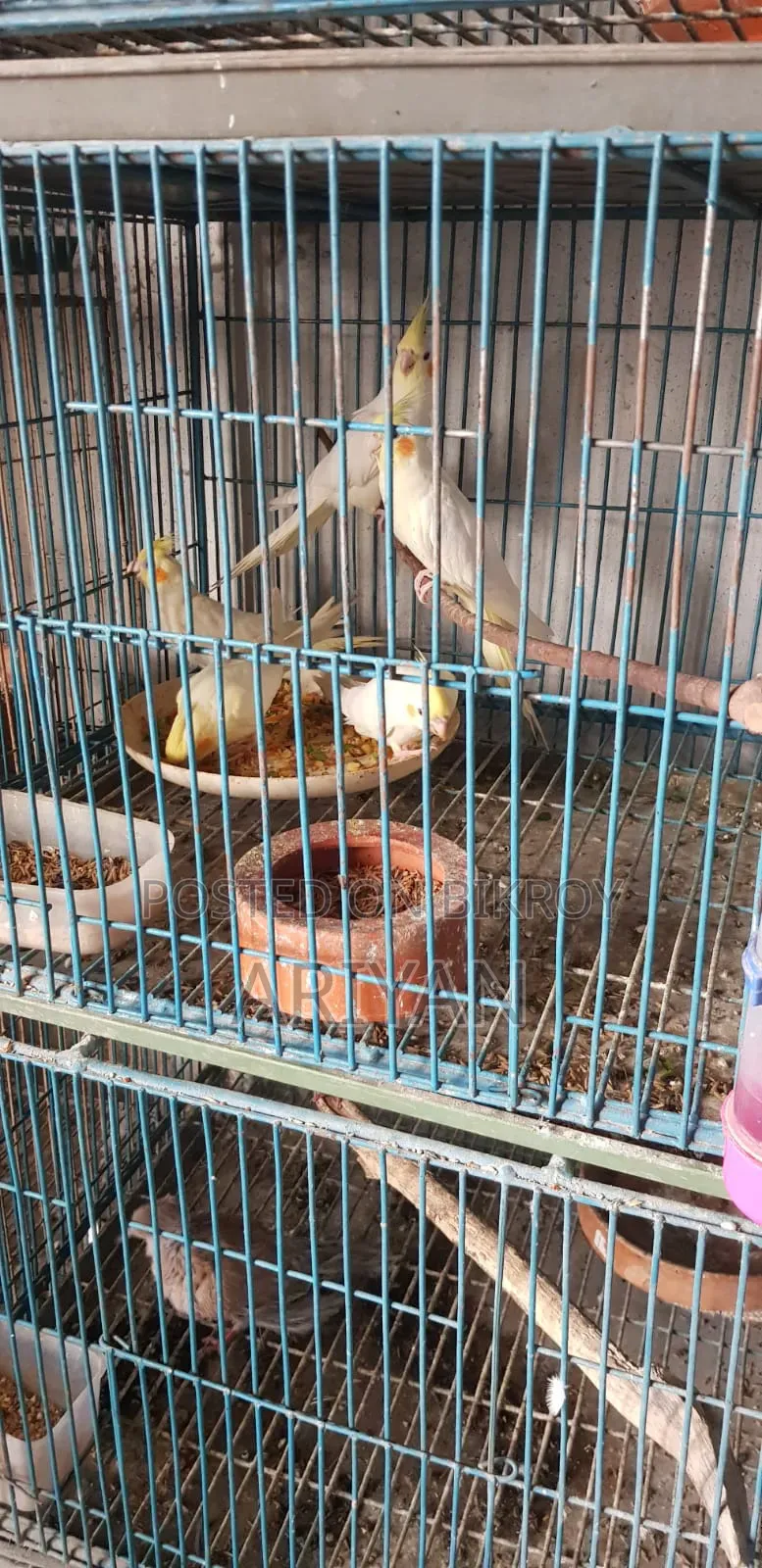Birds for Sale