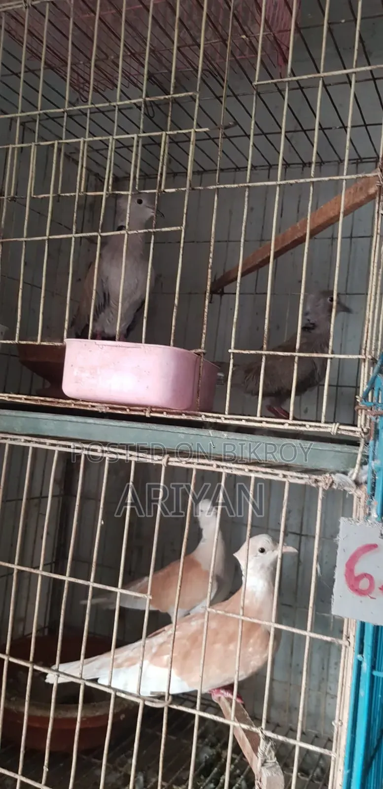Birds for Sale