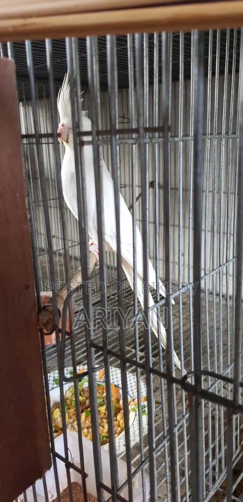 Birds for Sale