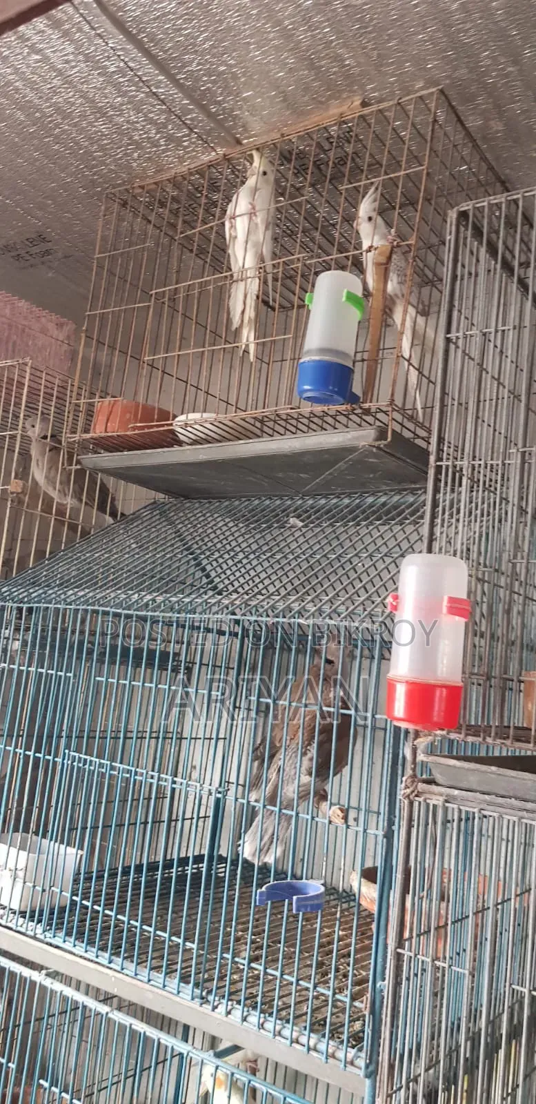 Birds for Sale