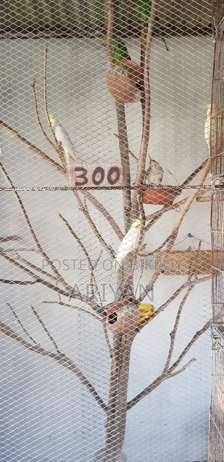 Birds for Sale