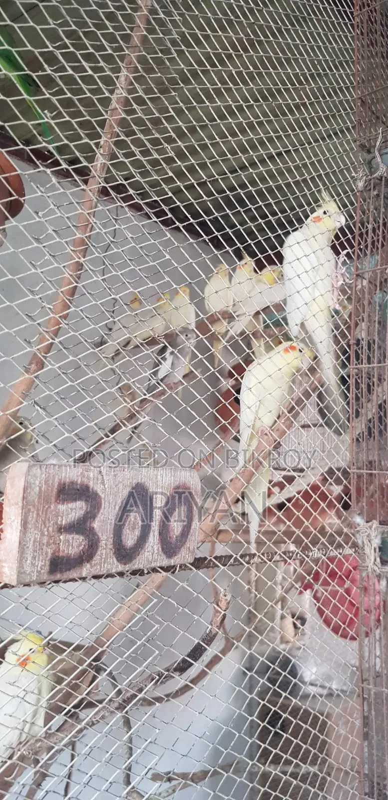 Birds for Sale
