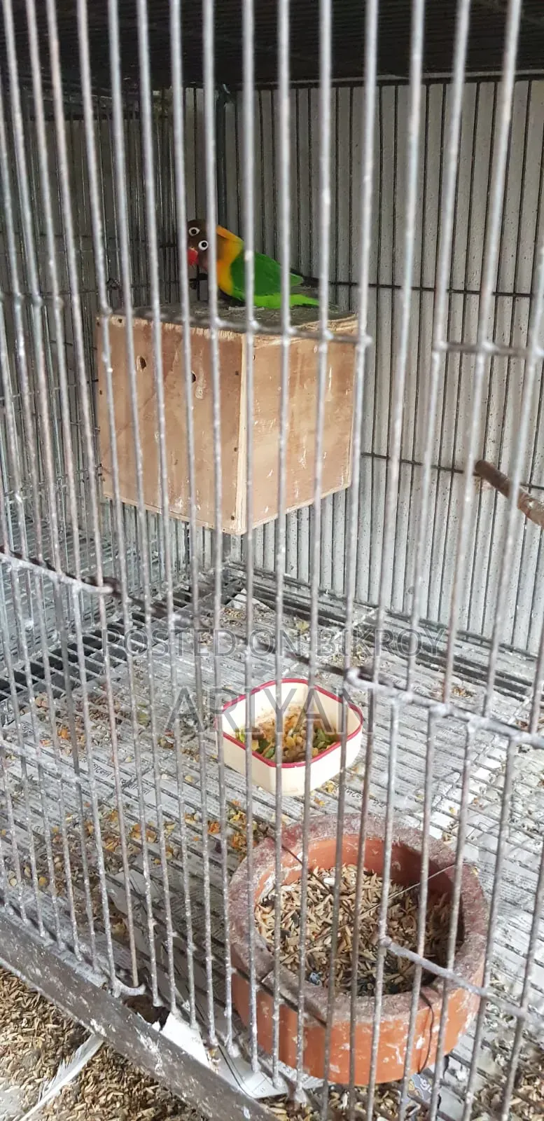 Birds for Sale
