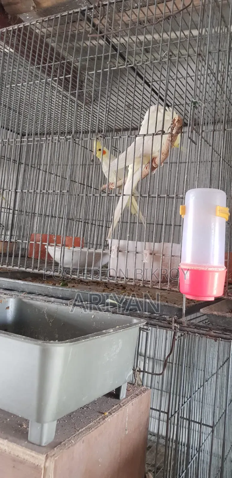 Birds for Sale