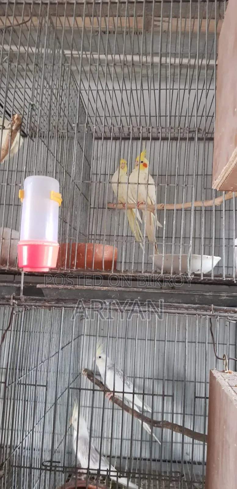 Birds for Sale