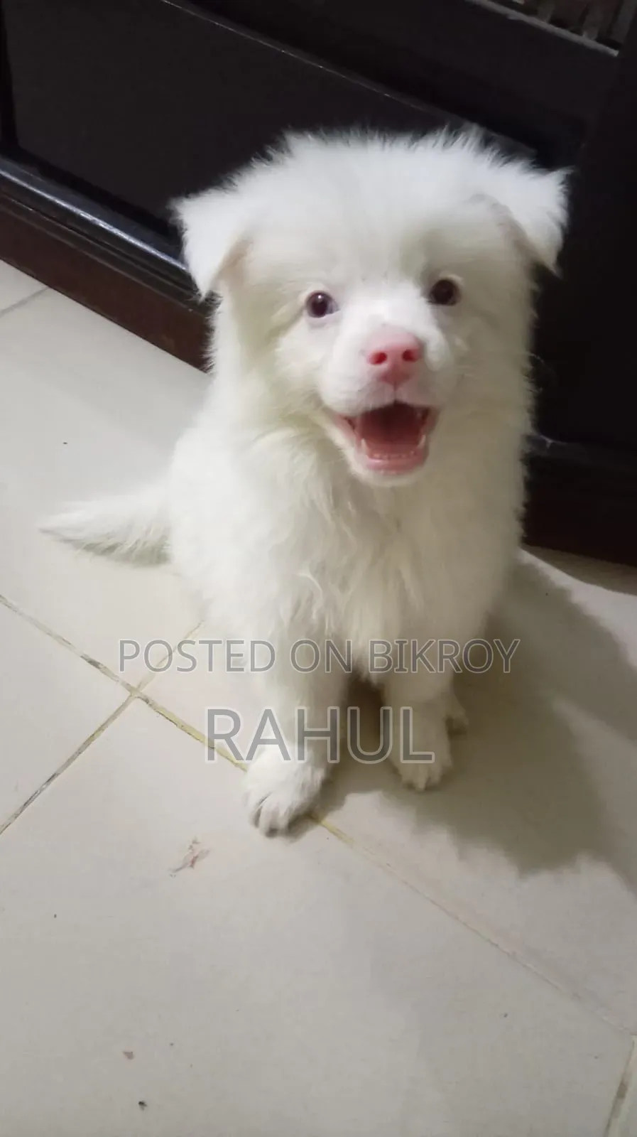 1-3 Months Male Purebred Finnish Spitz