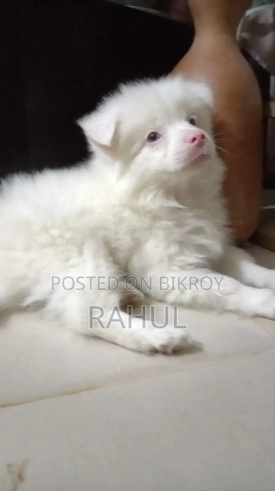 1-3 Months Male Purebred Finnish Spitz