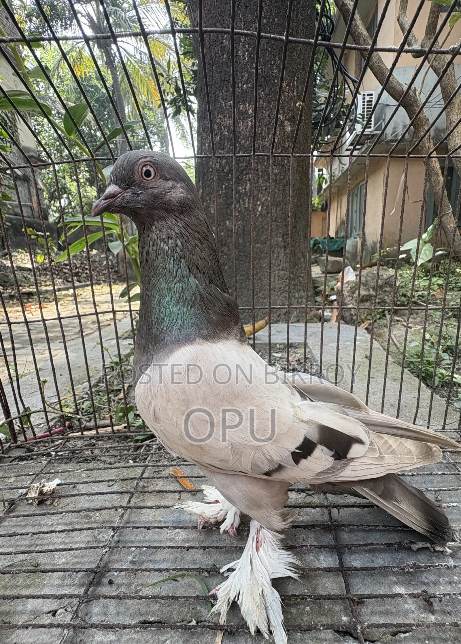 Female Pigeon