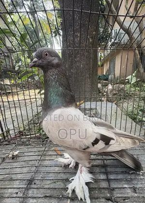 মাদি কবুতর