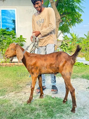 Castrated Goat