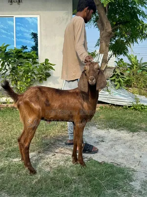 Castrated Goat