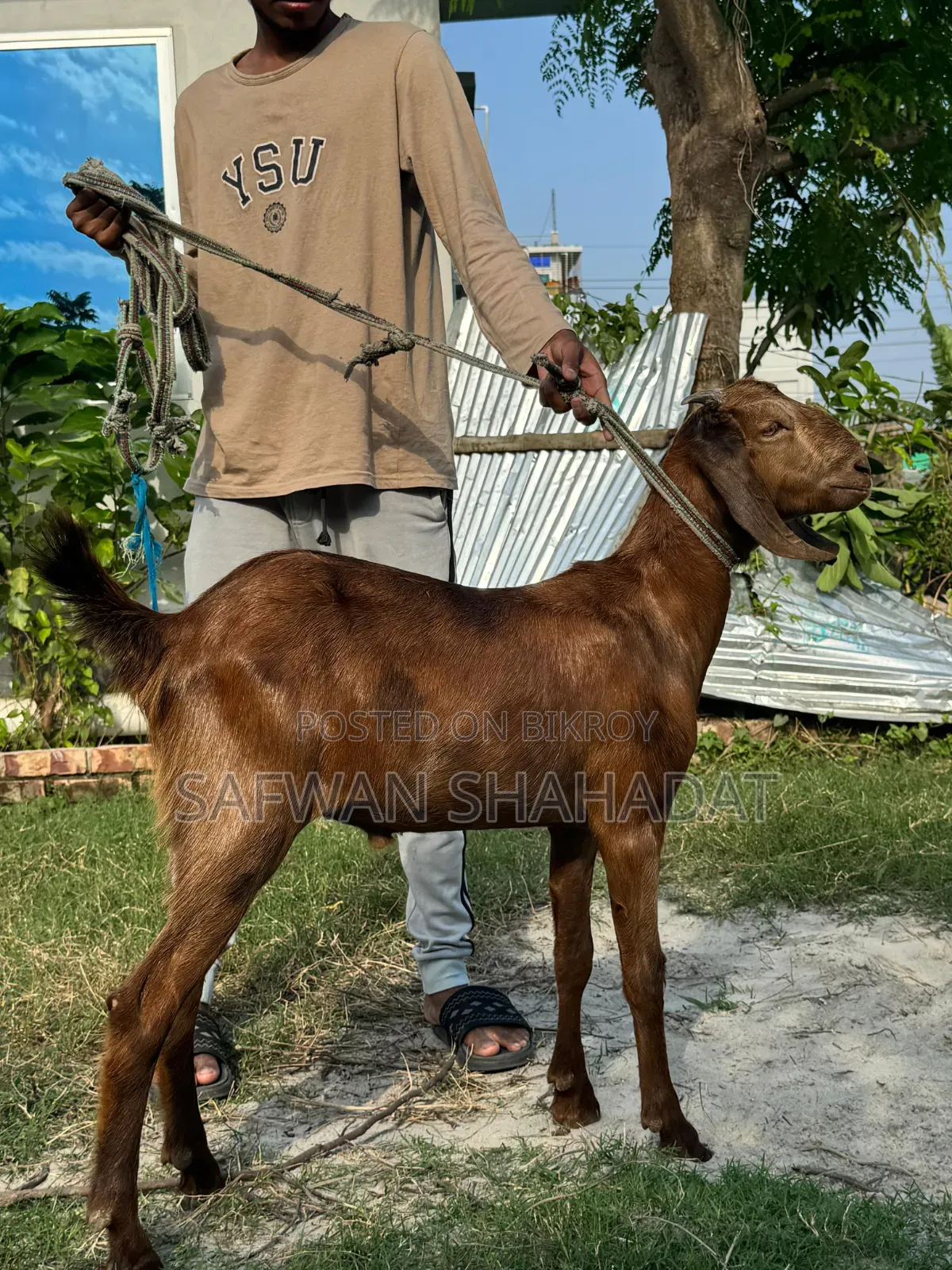 Castrated Goat