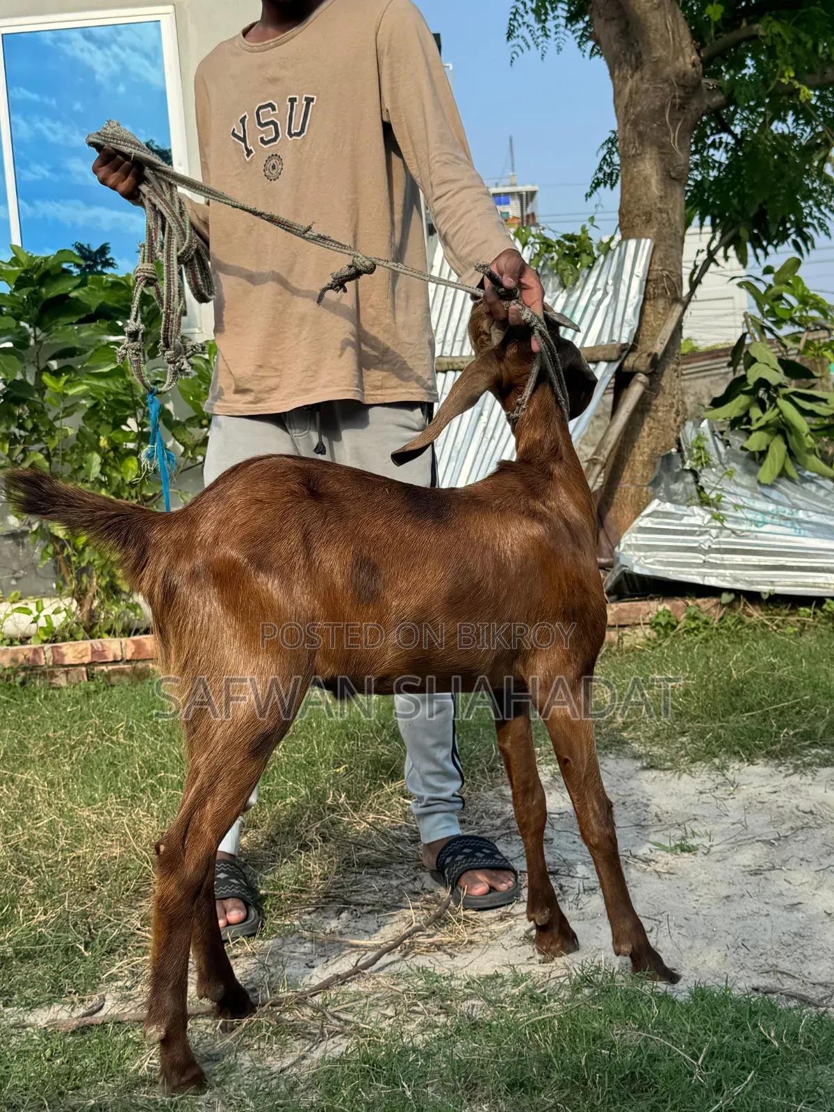 Castrated Goat
