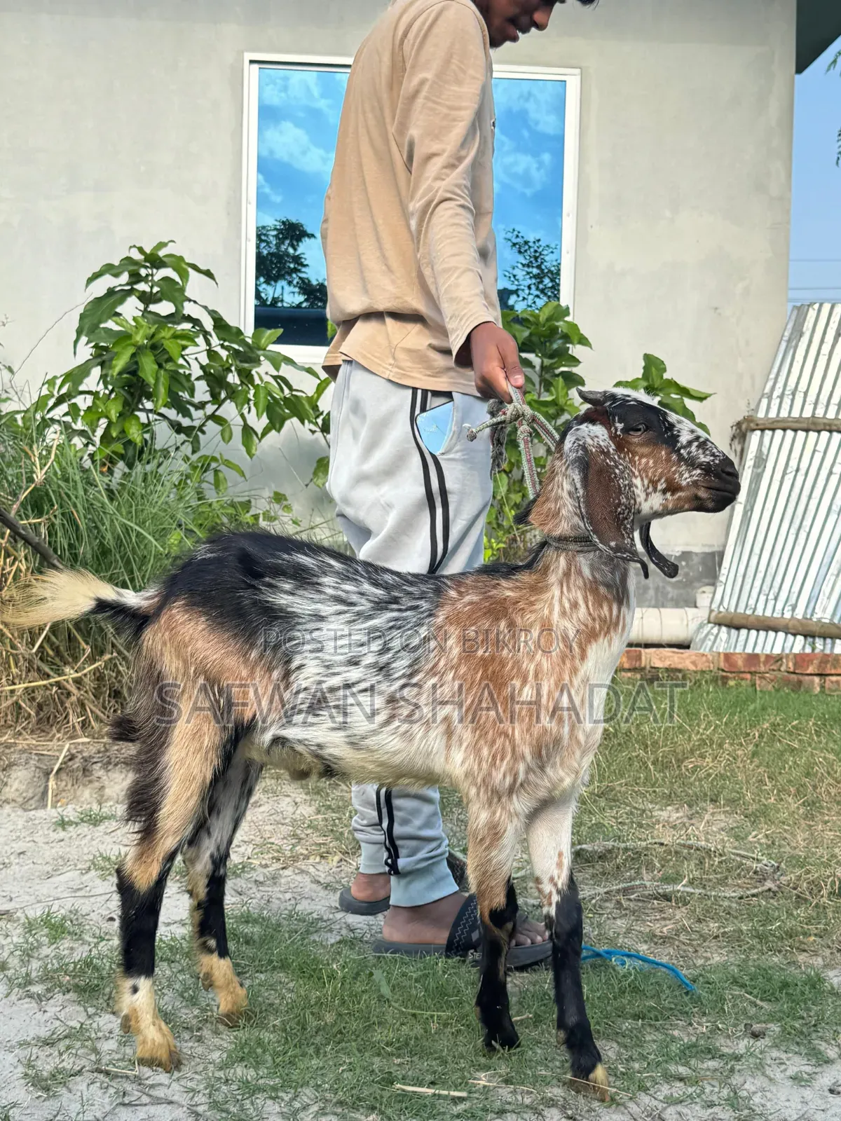 Castrated Goat