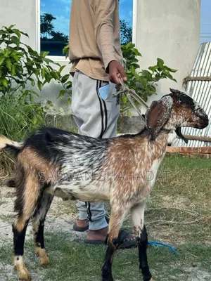 Castrated Goat