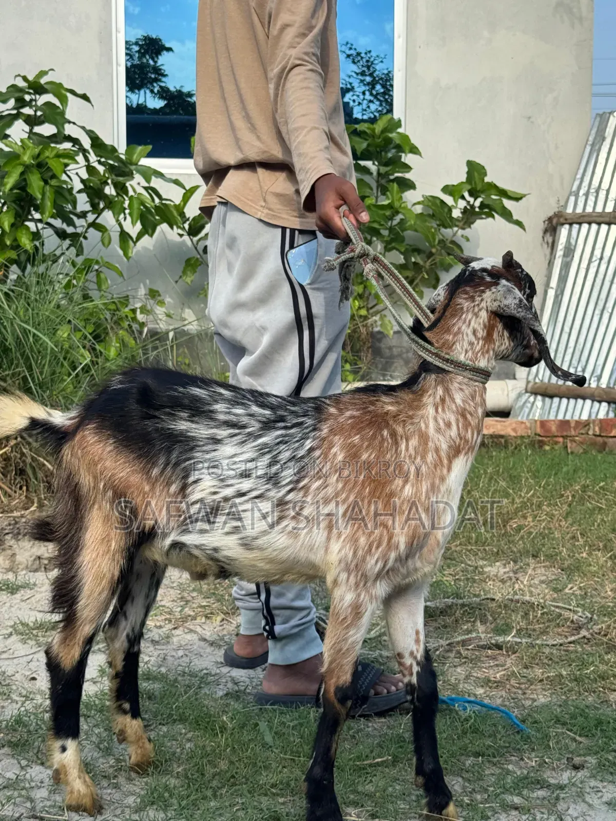 Castrated Goat