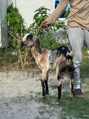 Castrated Goat