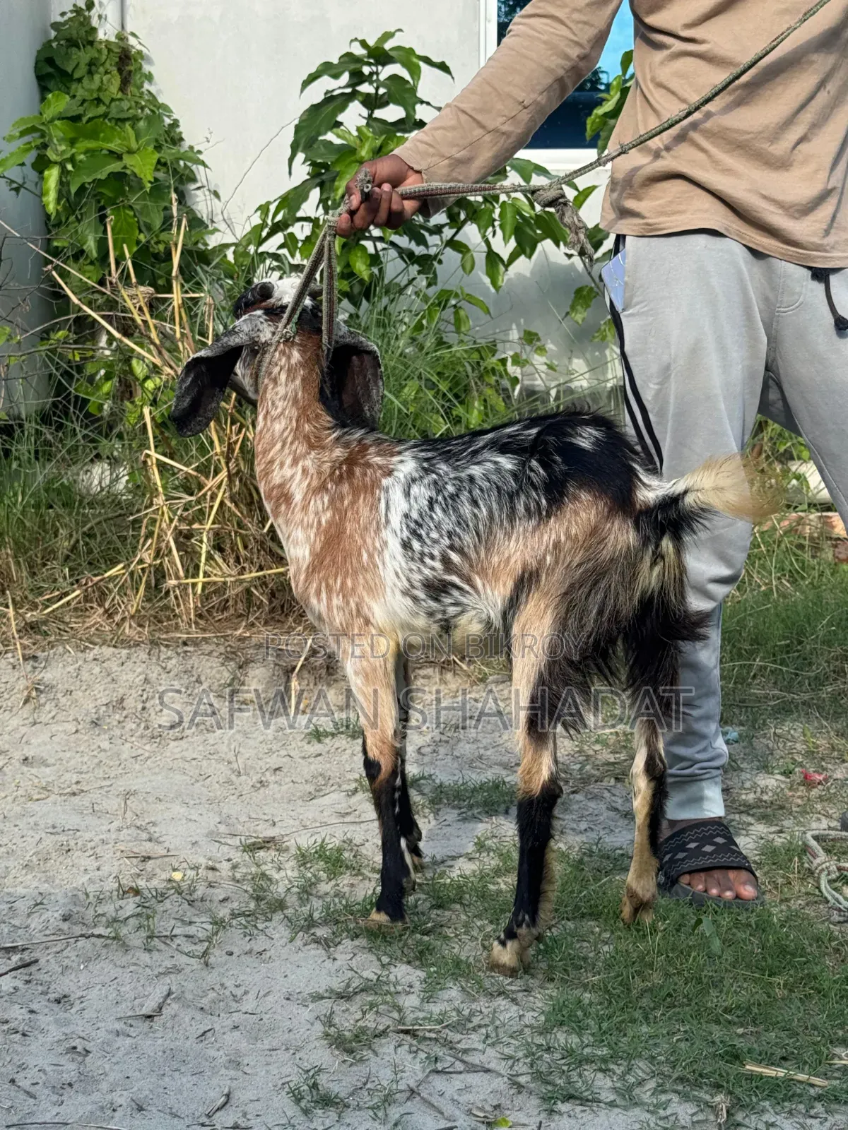 Castrated Goat