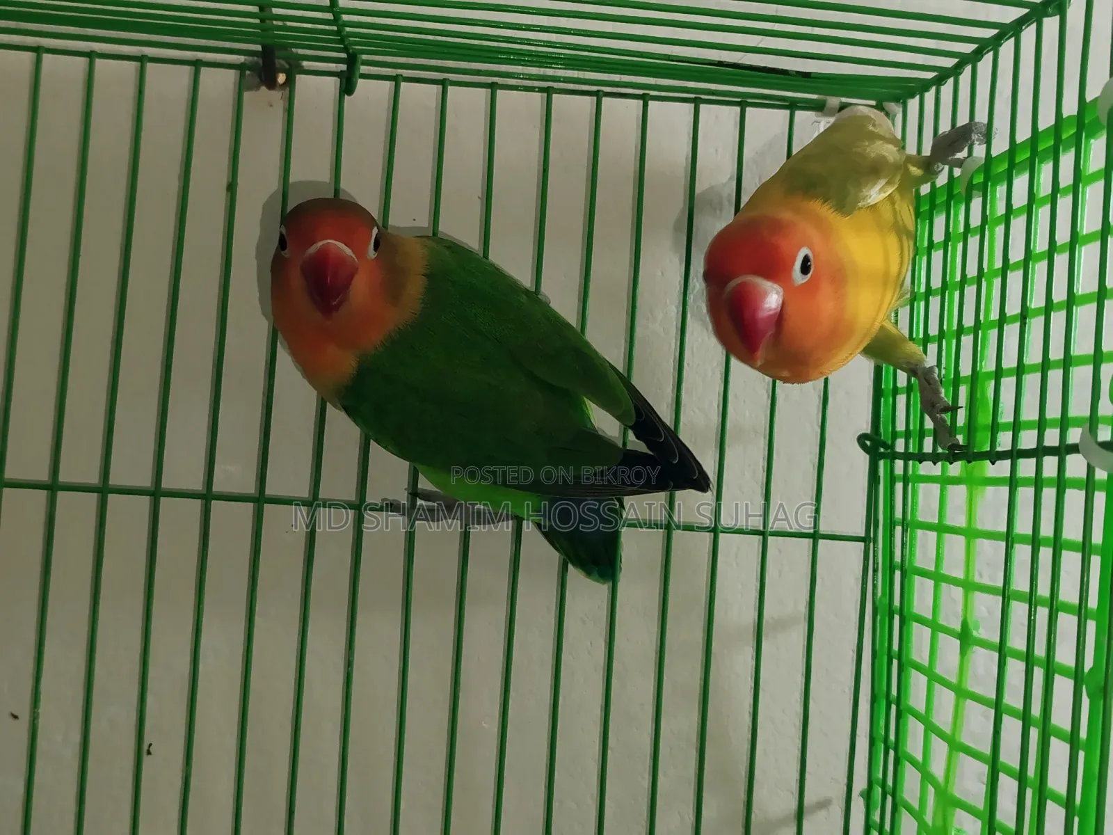Green Fisher Love Bird