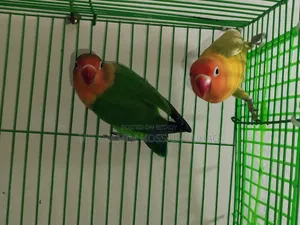 Green Fisher Love Bird