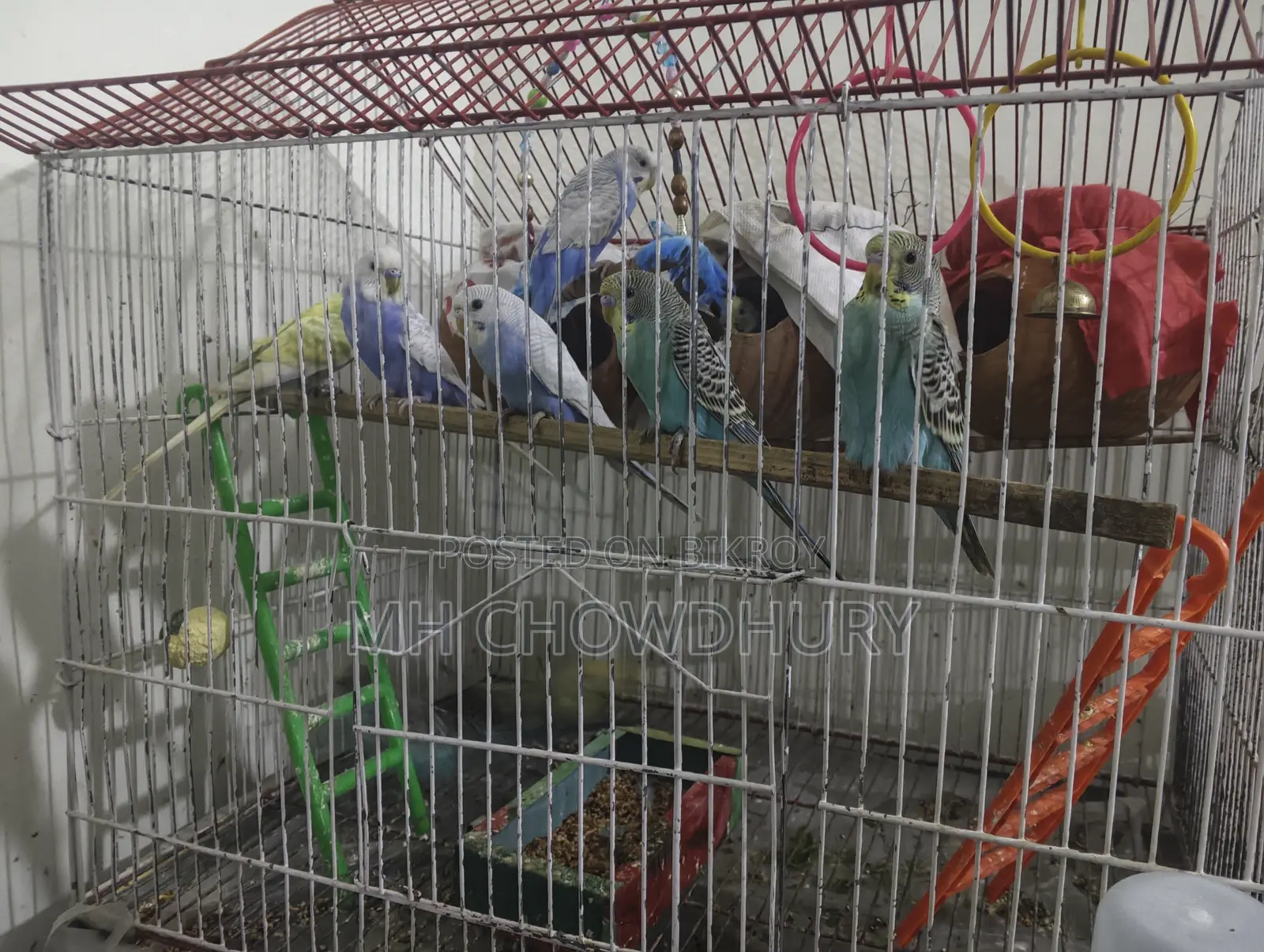 Love Bird Running