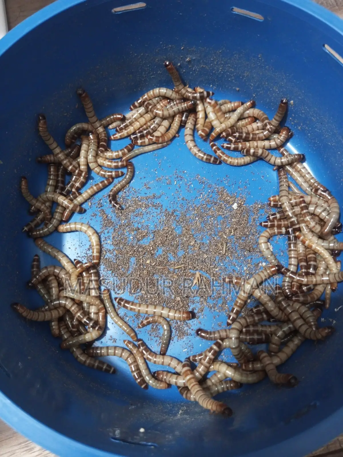 Beetle Larvae
