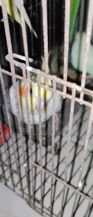 Full Adult Bird Sale