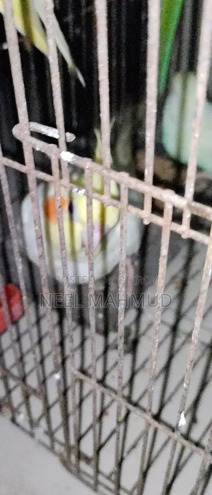 Full Adult Bird Sale