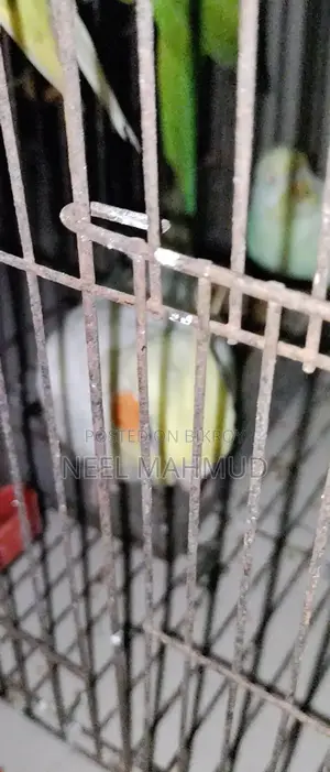 Full Adult Bird Sale