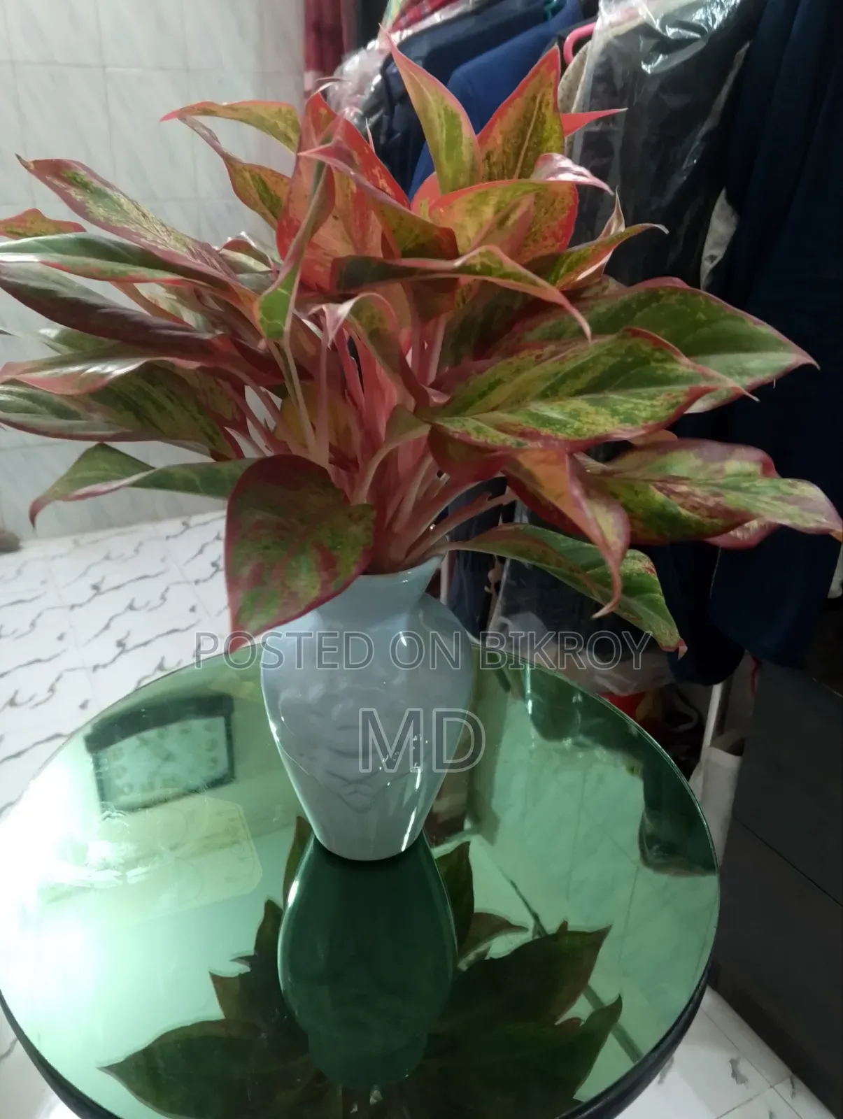Money Plant and Aglaonema Indian Flower Pot