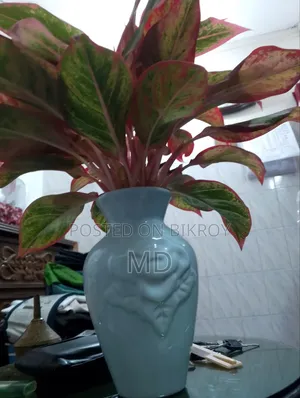 Money Plant and Aglaonema Indian Flower Pot