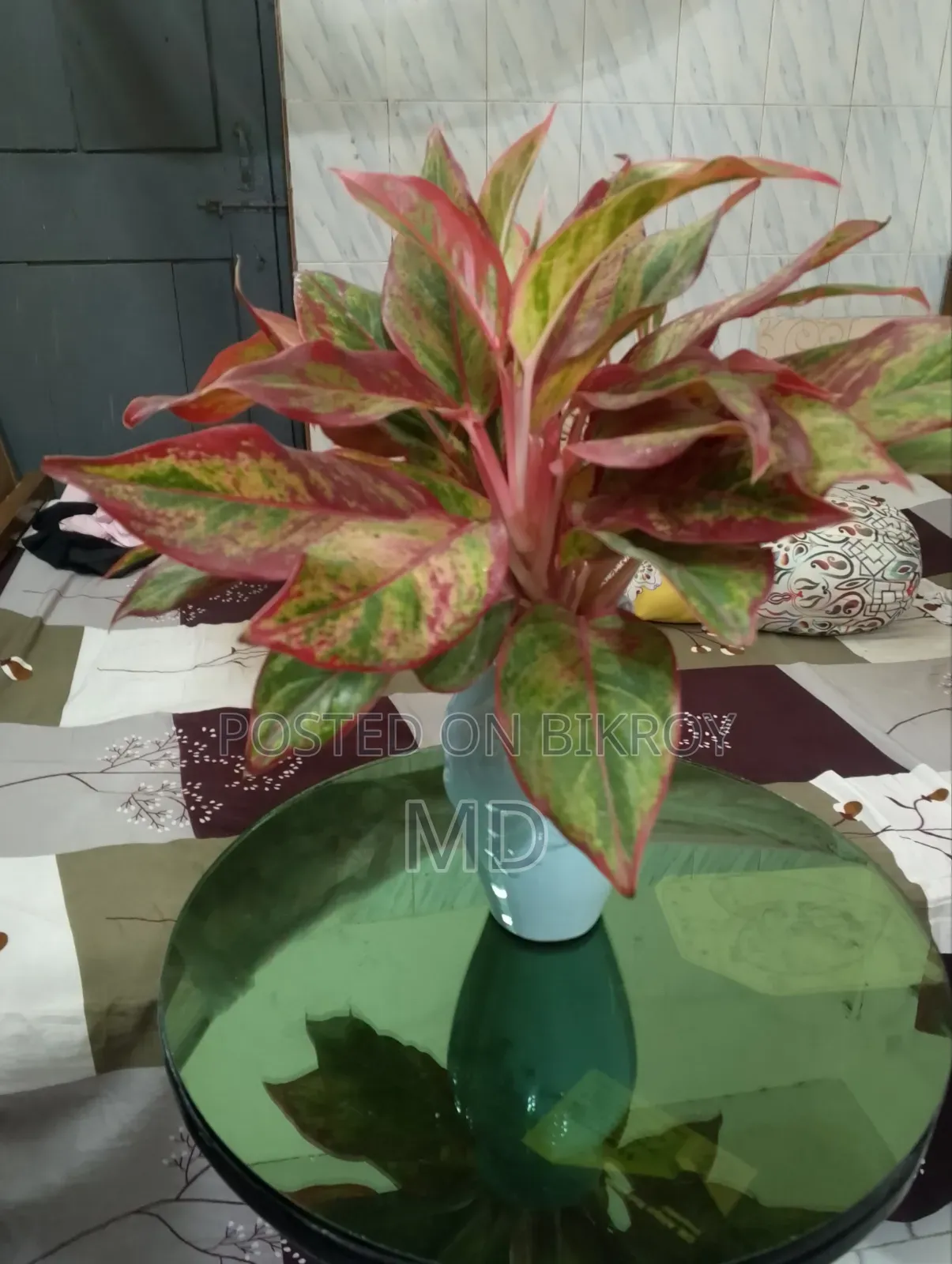 Money Plant and Aglaonema Indian Flower Pot