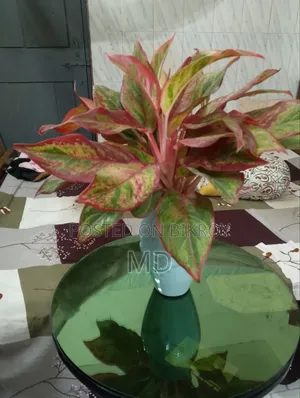 Money Plant and Aglaonema Indian Flower Pot