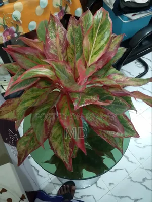 Money Plant and Aglaonema Indian Flower Pot