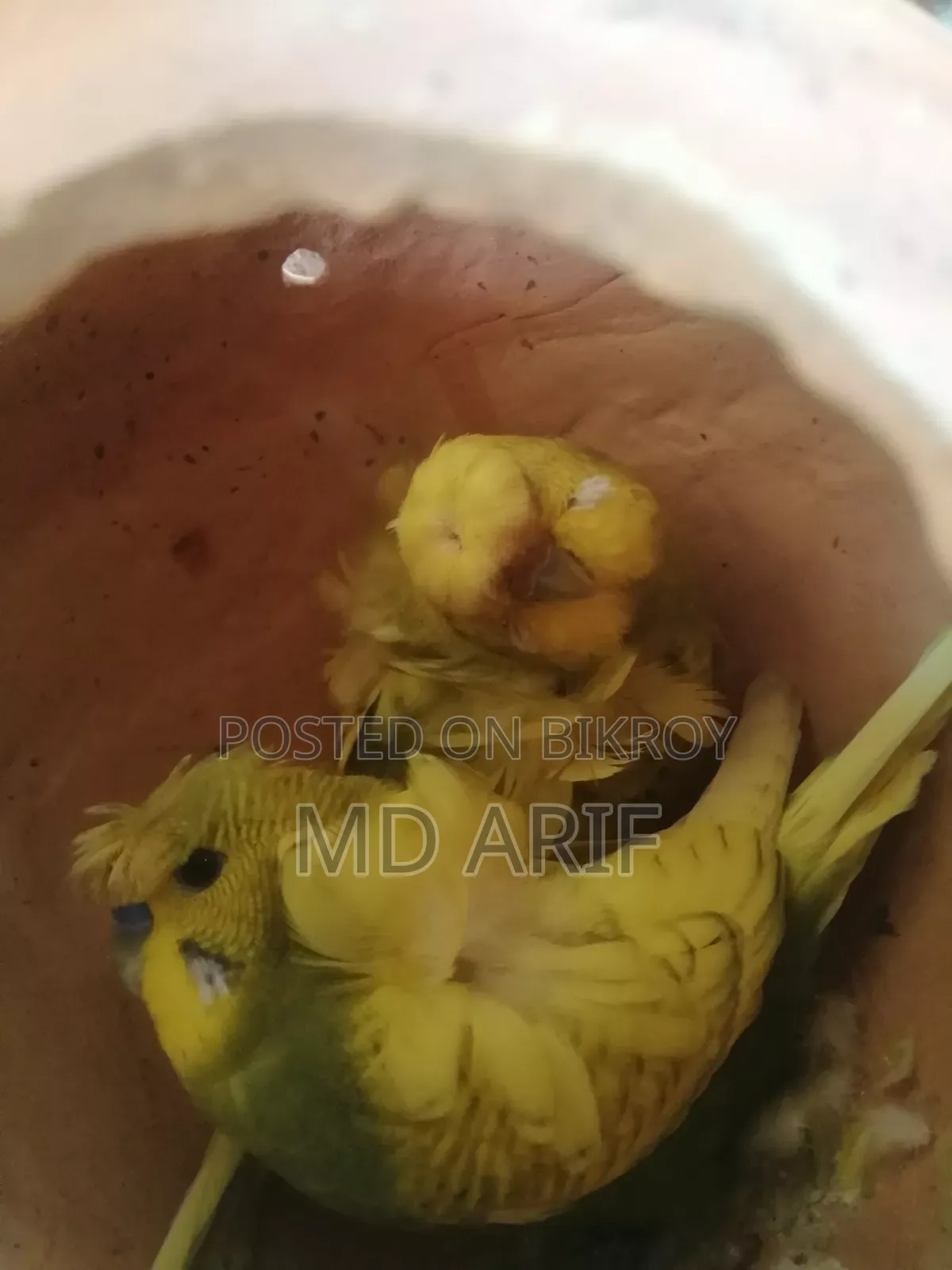 JP and Baby Cockatiels