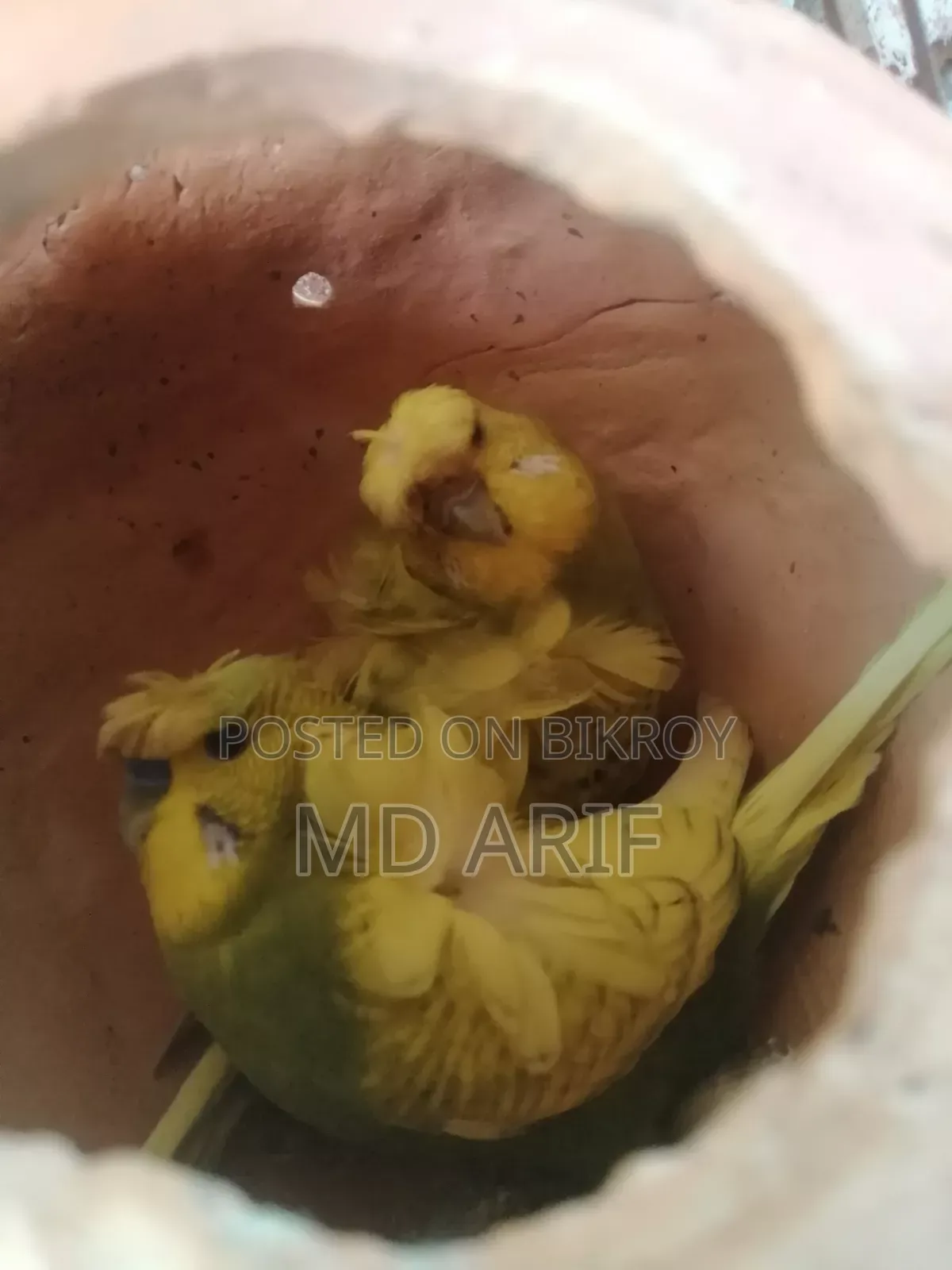 JP and Baby Cockatiels