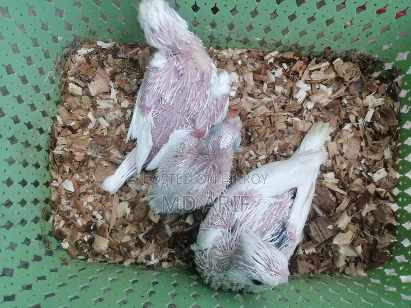 JP and Baby Cockatiels