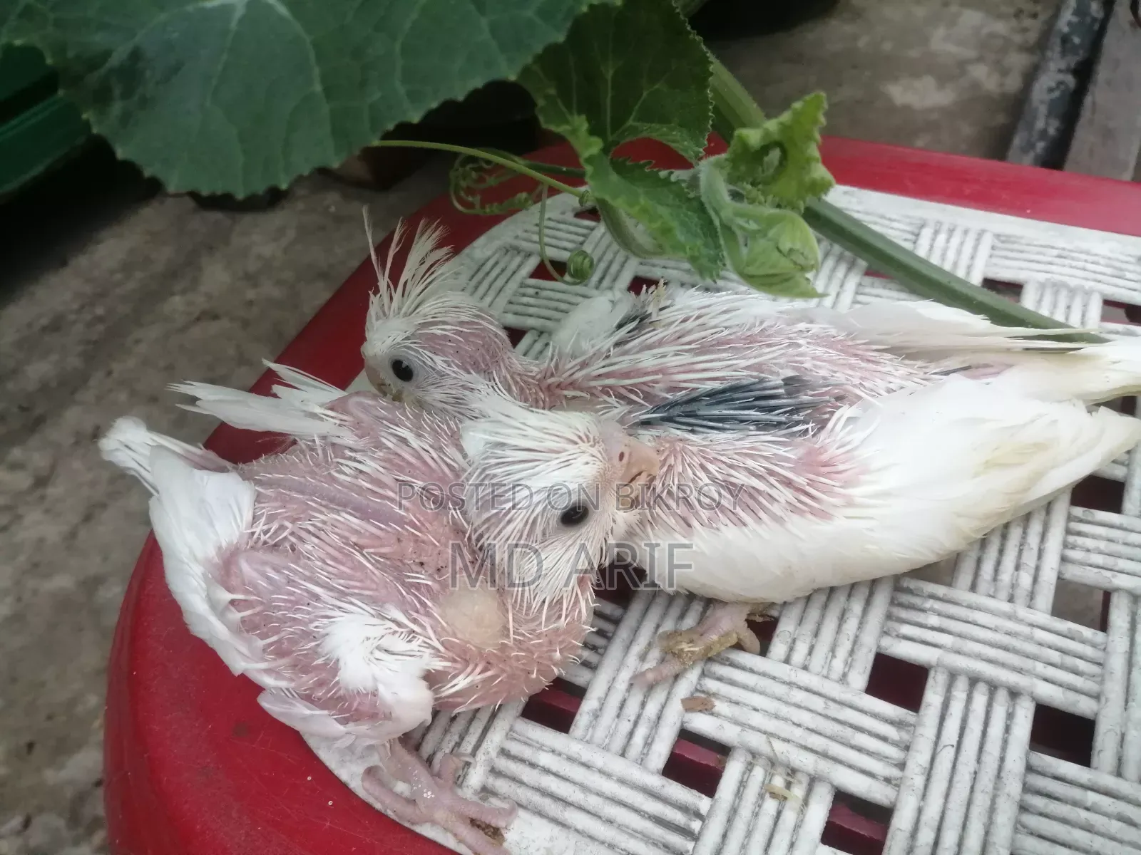 JP and Baby Cockatiels