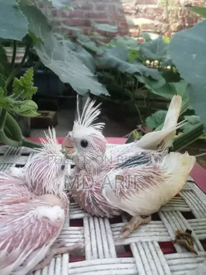 JP and Baby Cockatiels