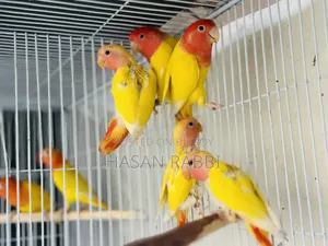 Breeding Pair With 3 Self Feed Baby