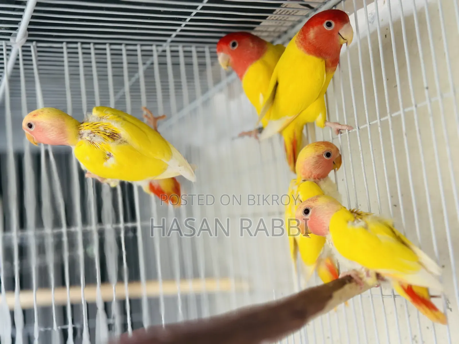 Breeding Pair With 3 Self-Feeding Babies
