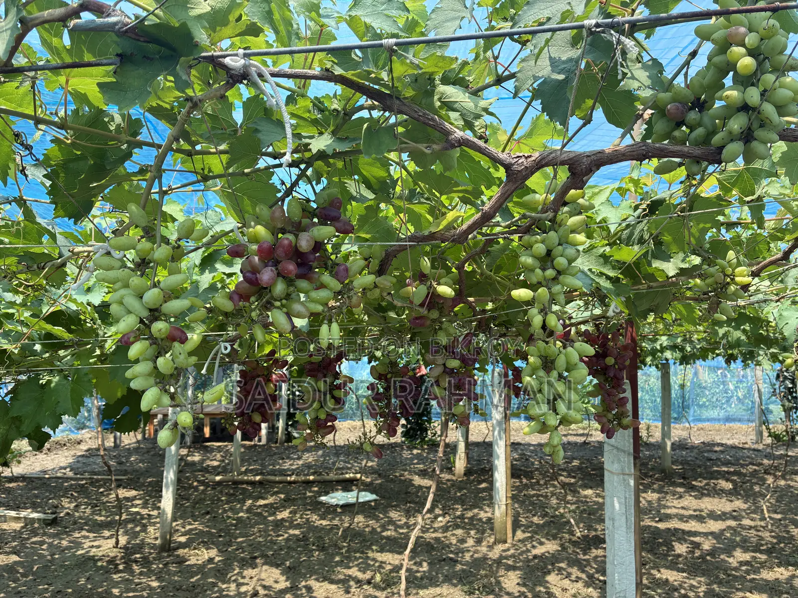 Grapes Plant
