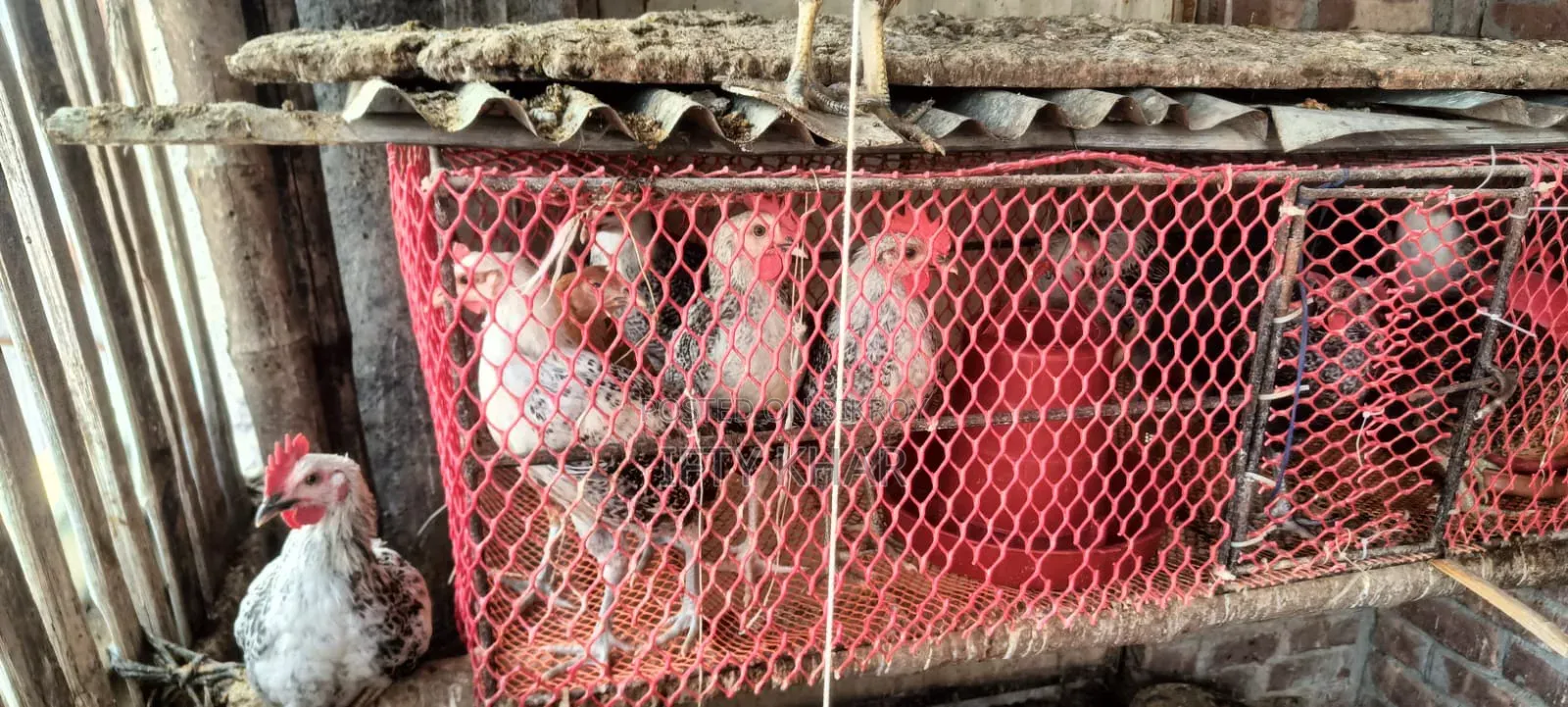 ফাওমি মুরগি ও টাইগার মুরগি বিক্রি