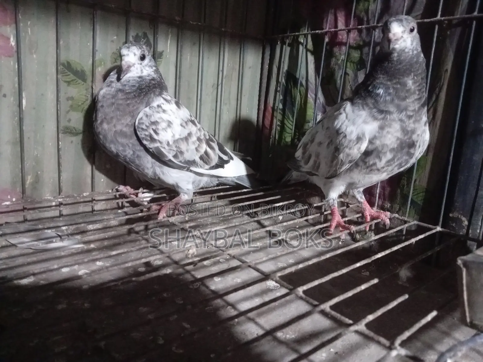 Some 0-feather chicks for sale.