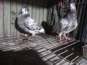 Some 0-feather chicks for sale.