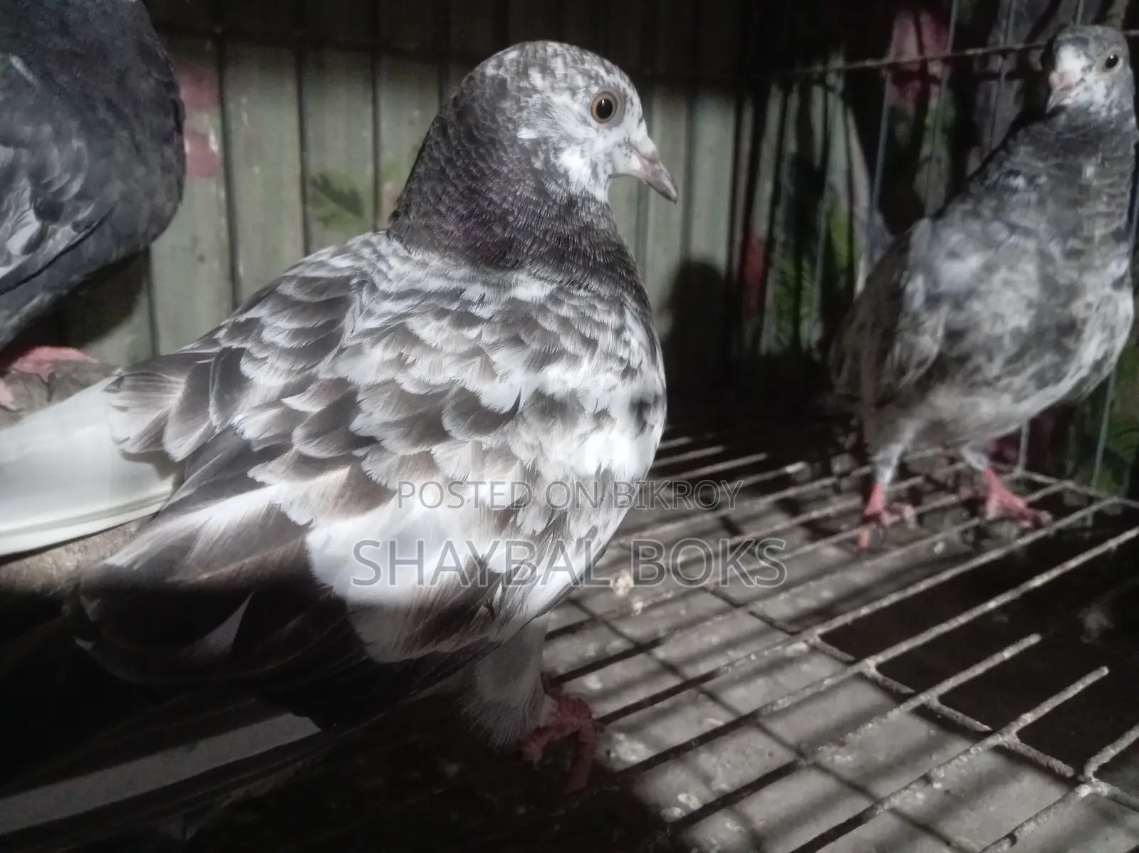 Some 0-feather chicks for sale.