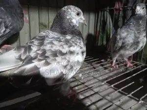 Some 0-feather chicks for sale.