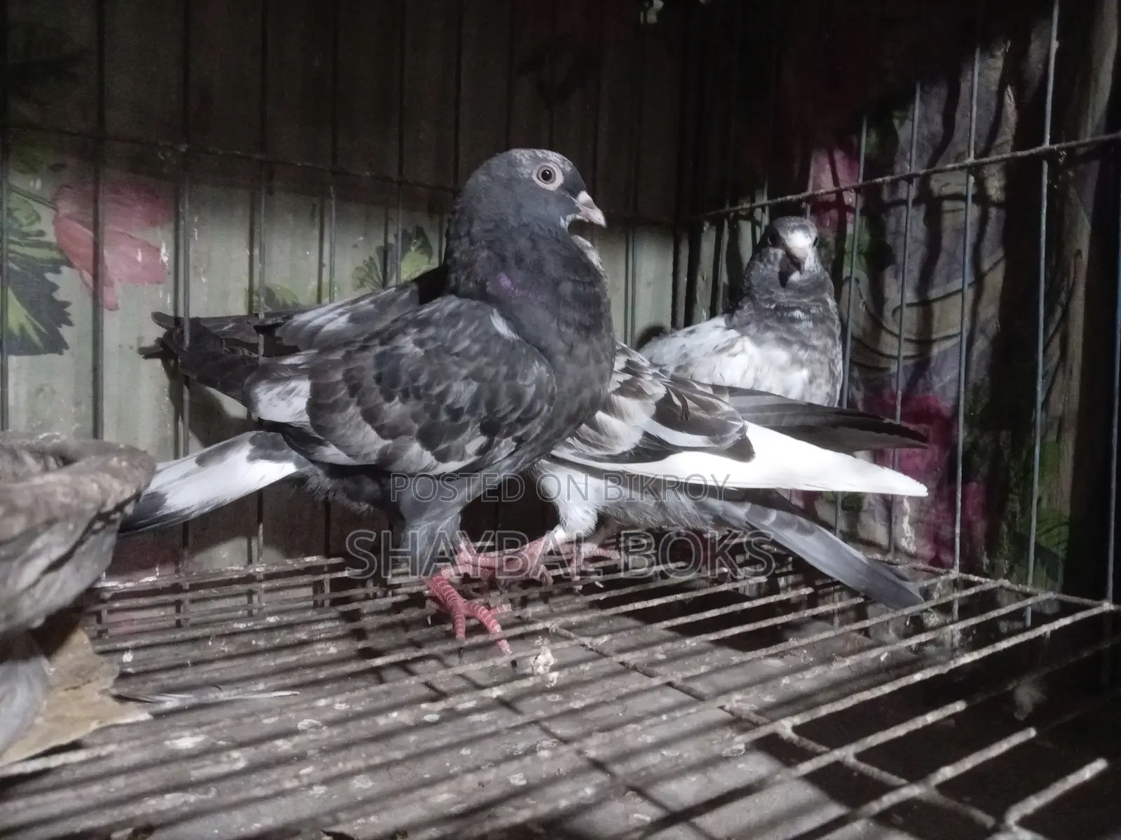 Some 0-feather chicks for sale.