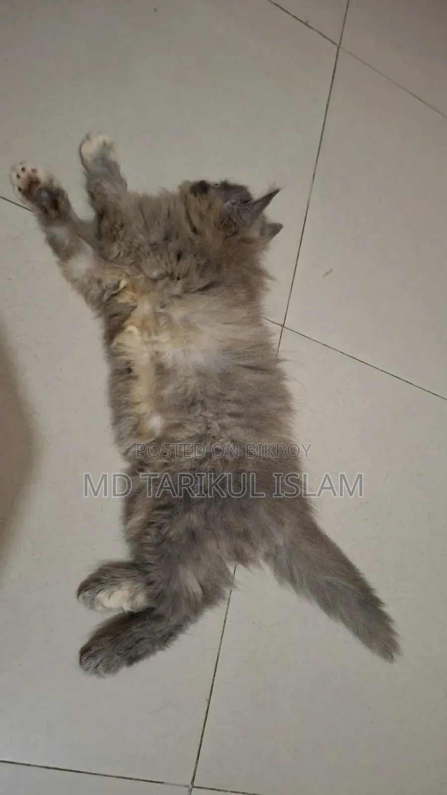 1-3 Months Female Purebred Turkish Van