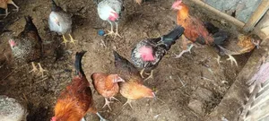 ফাওমি মুরগি ও টাইগার মুরগি বিক্রি
